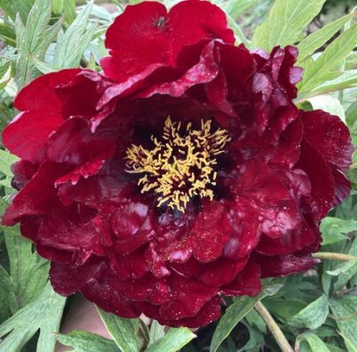 Kronos (3) upr_result9